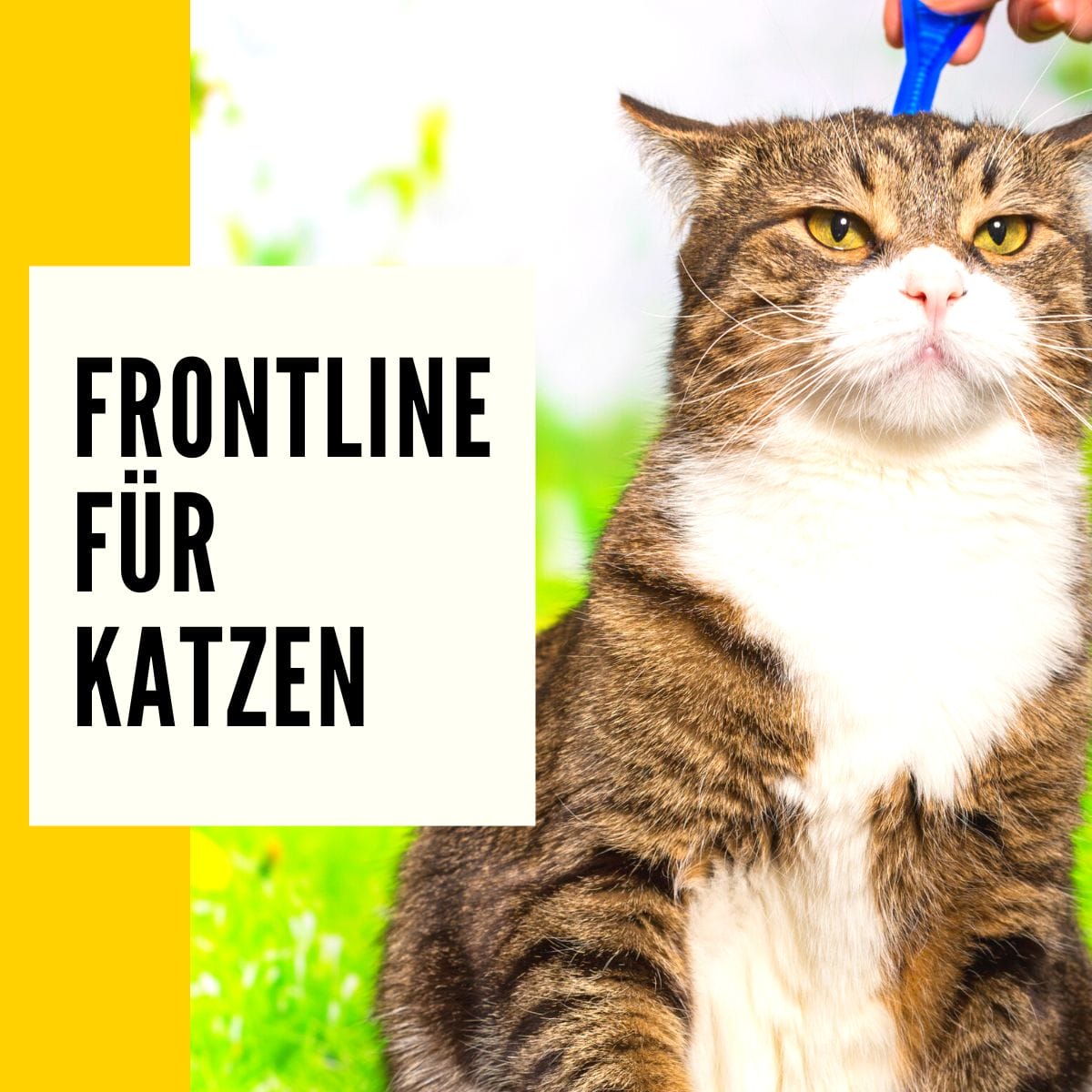 Dieser Beitrag geht über Frontline Spot On, um deinen Haustier vor Flöhe & Zecken zu schützen.