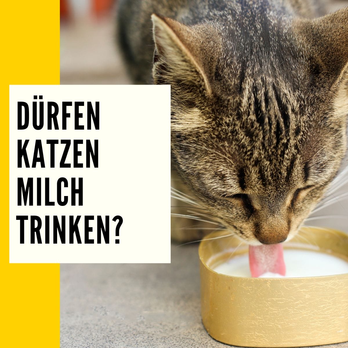 In diesem Artikel geht es um die Frage: Dürfen Katzen Milch trinken? Dieser Beitrag soll das Mythos lösen!