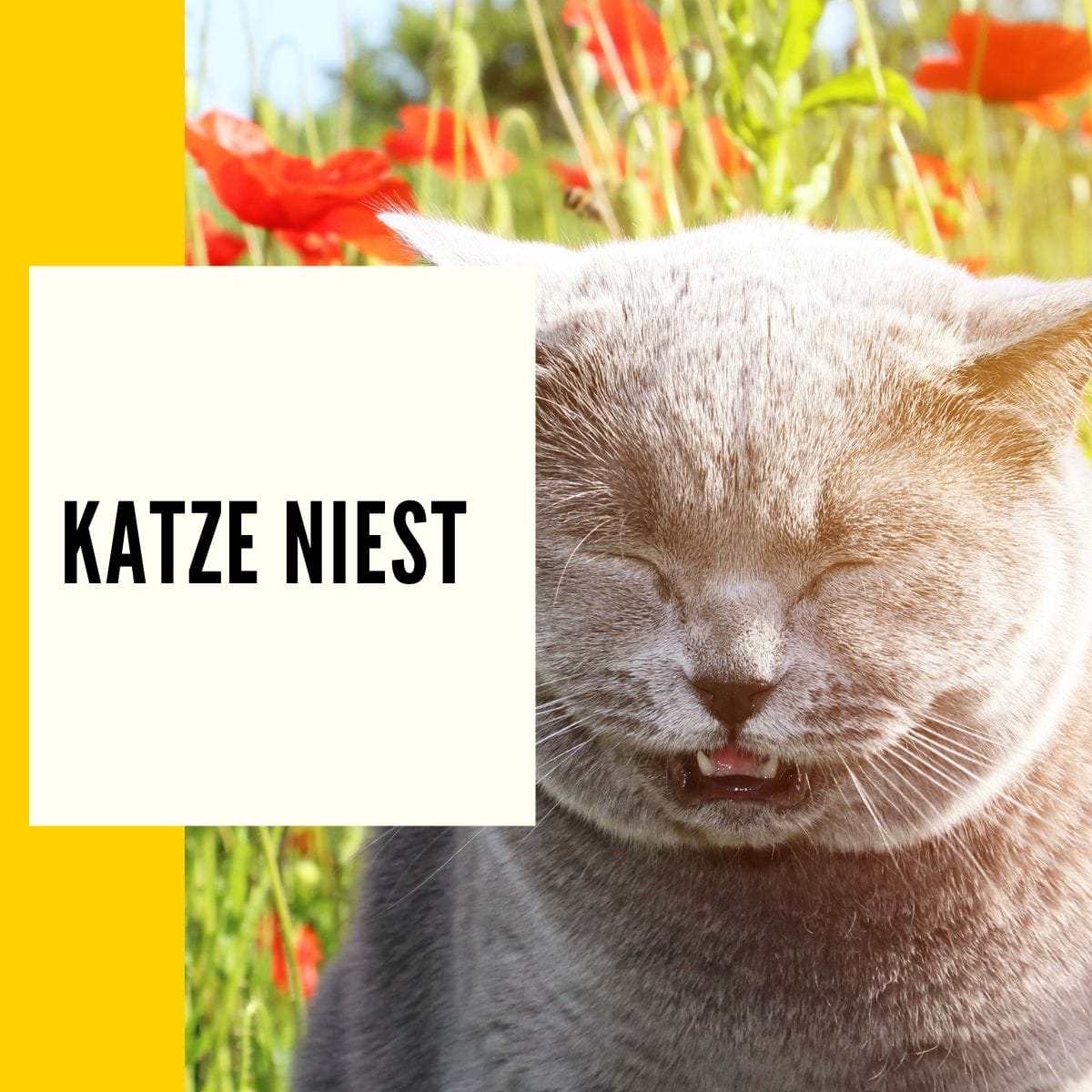 Katze Niest Ständig Ist Aber Fit