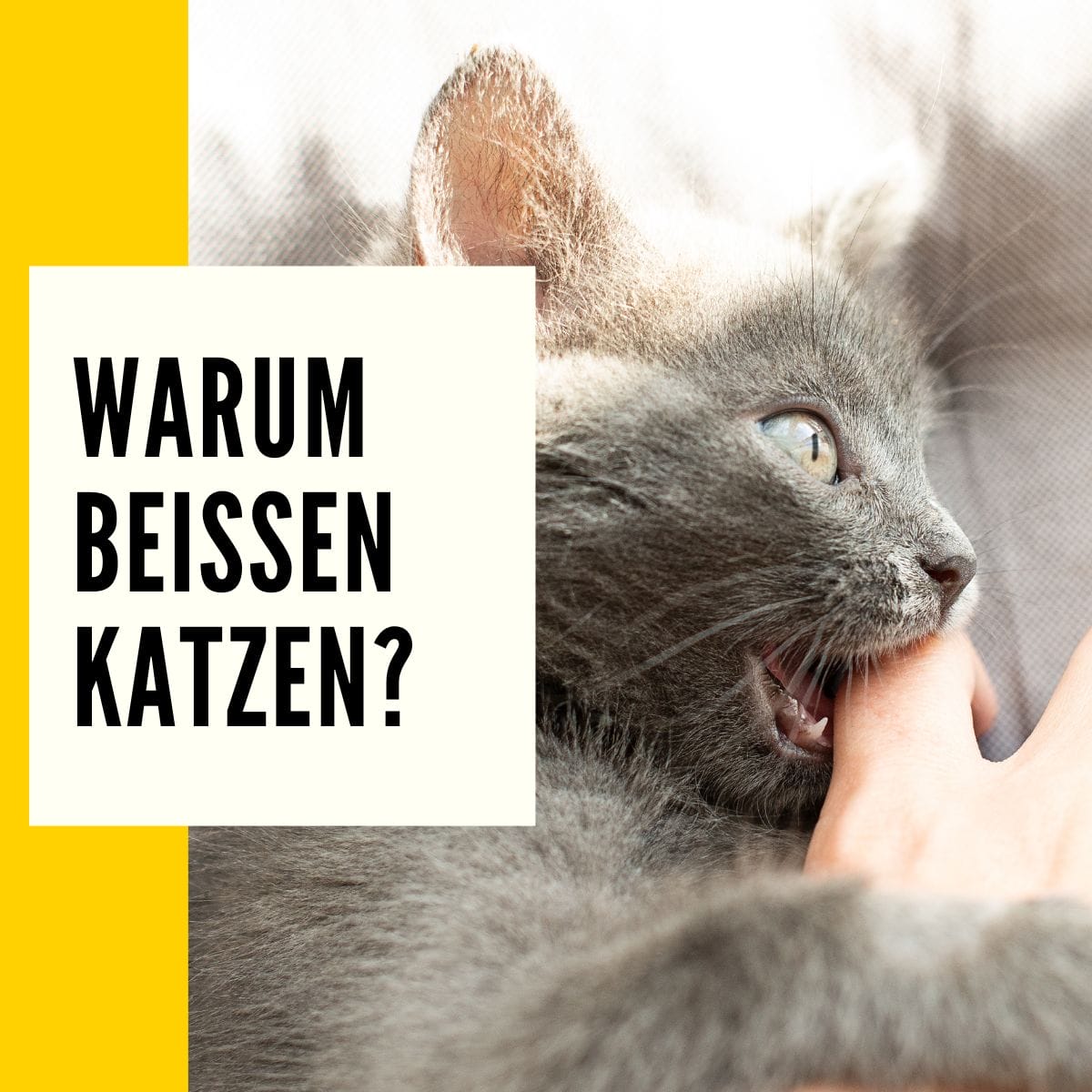 Katze beißt Ratgeber & Tipps für Katzenhalter!