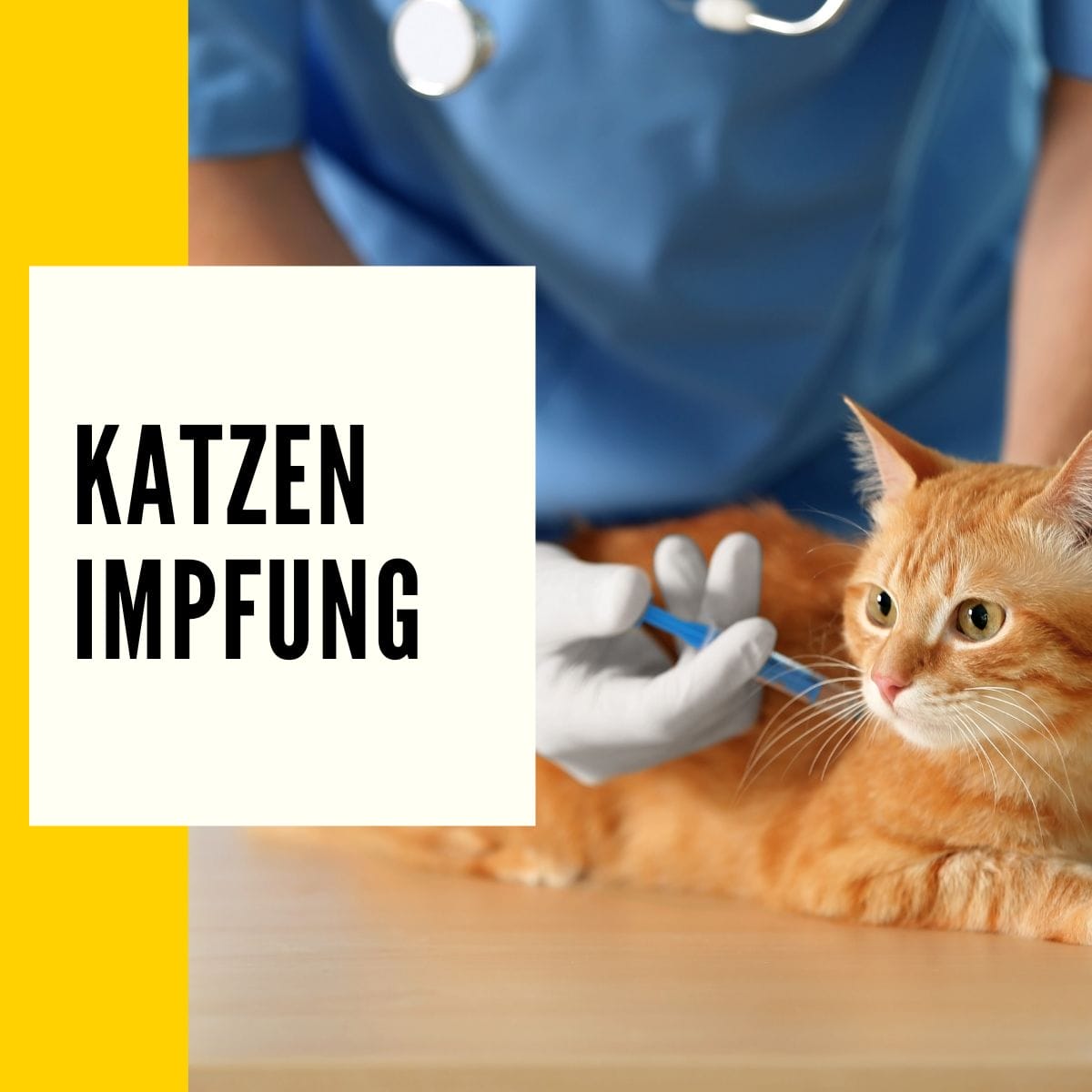 In diesem Beitrag geht es um: Katzen Impfung Kosten & um dem allgemeinem Impfschutz ihrer Katze