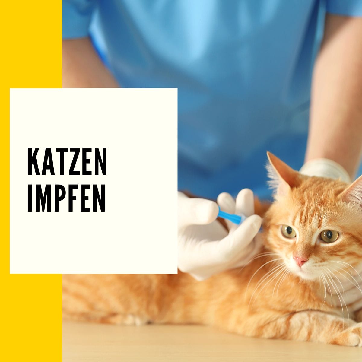 Katzen impfen: In diesem Beitrag geht es um das impfen deiner Katze und dem Schutz vor Krankheitserregern.