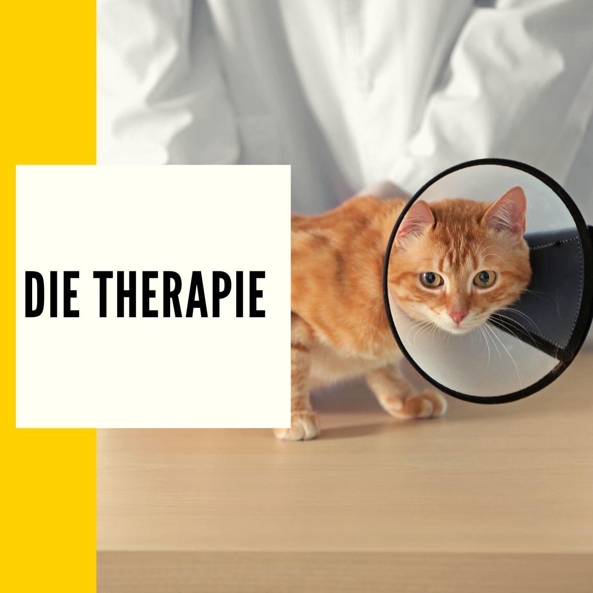 Katze Auge tränt Ursache, Symptome & Behandlung!