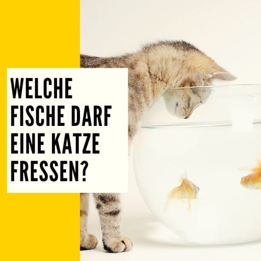 Informationen über das Thema, welche Fische sind für Katze geeignet. Unterstütz durch eine Aufzählung verschiedener Fischarten. Videos