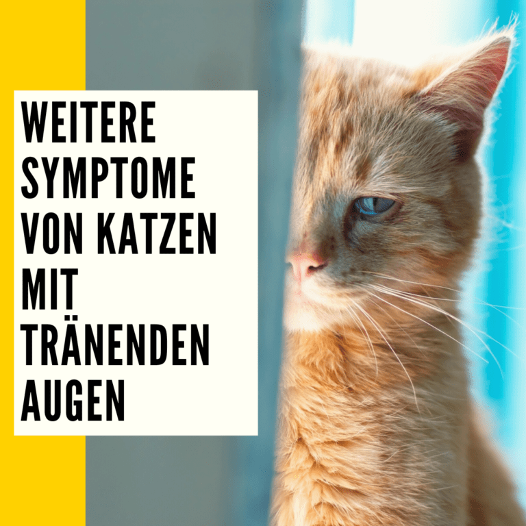 Katze Auge tränt Ursache, Symptome & Behandlung!