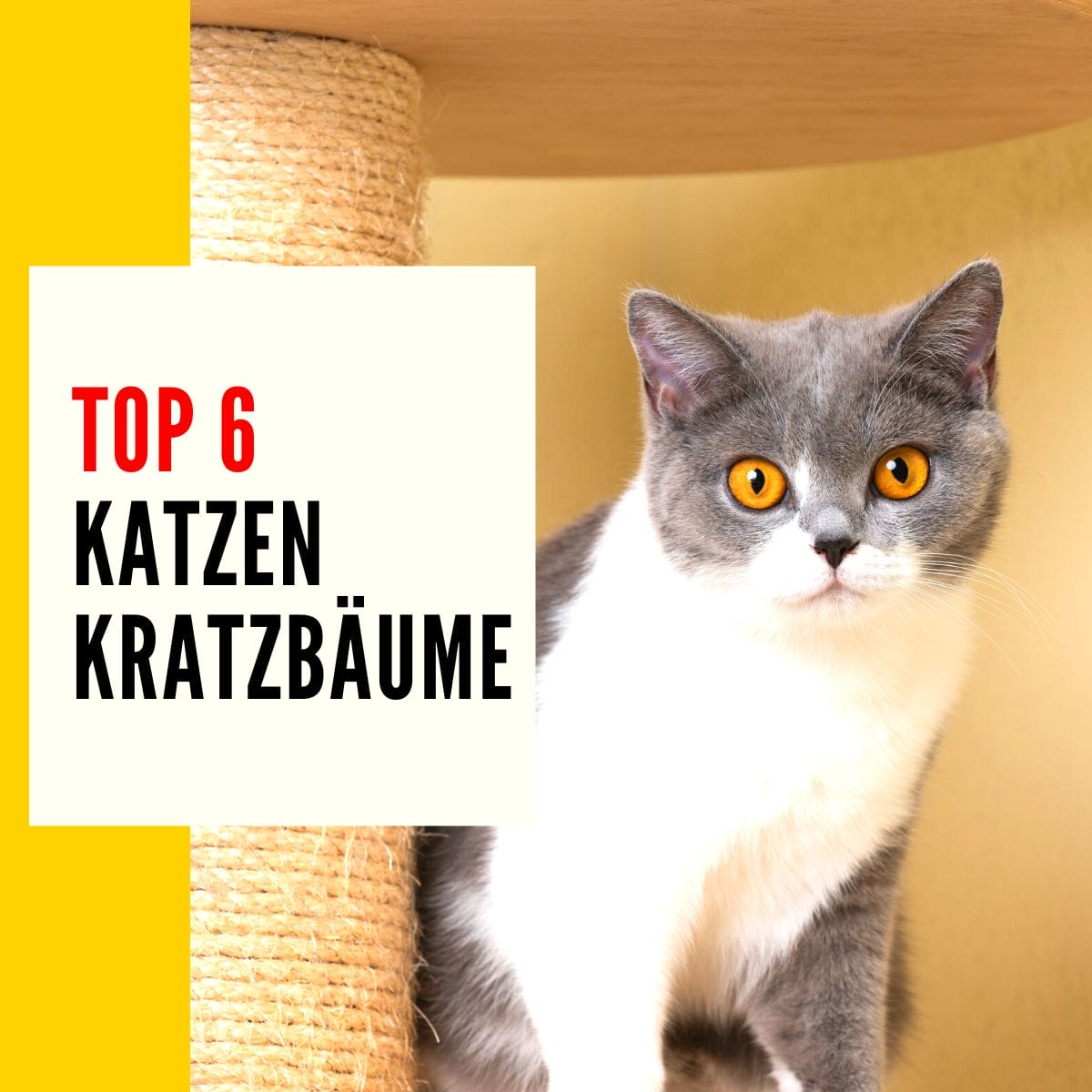 Kratzbaum Katze: Dieser Beitrag geht über die besten Katzen Kratzbäume für Katzenbesitzer.
