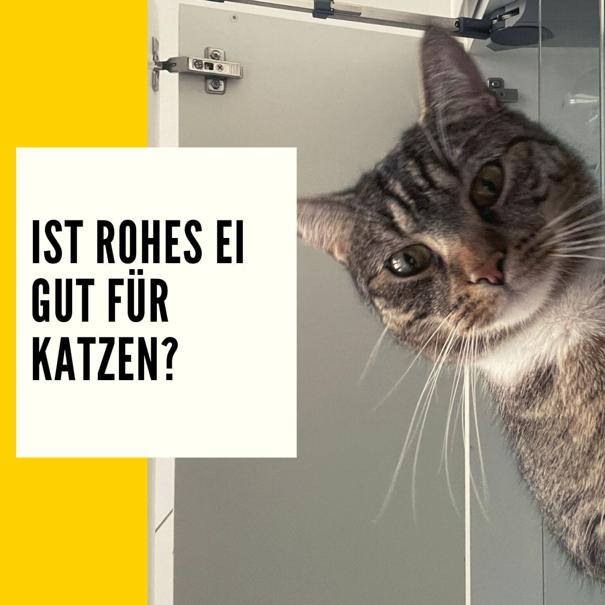 Dürfen Katzen Ei essen Gesund oder nicht?