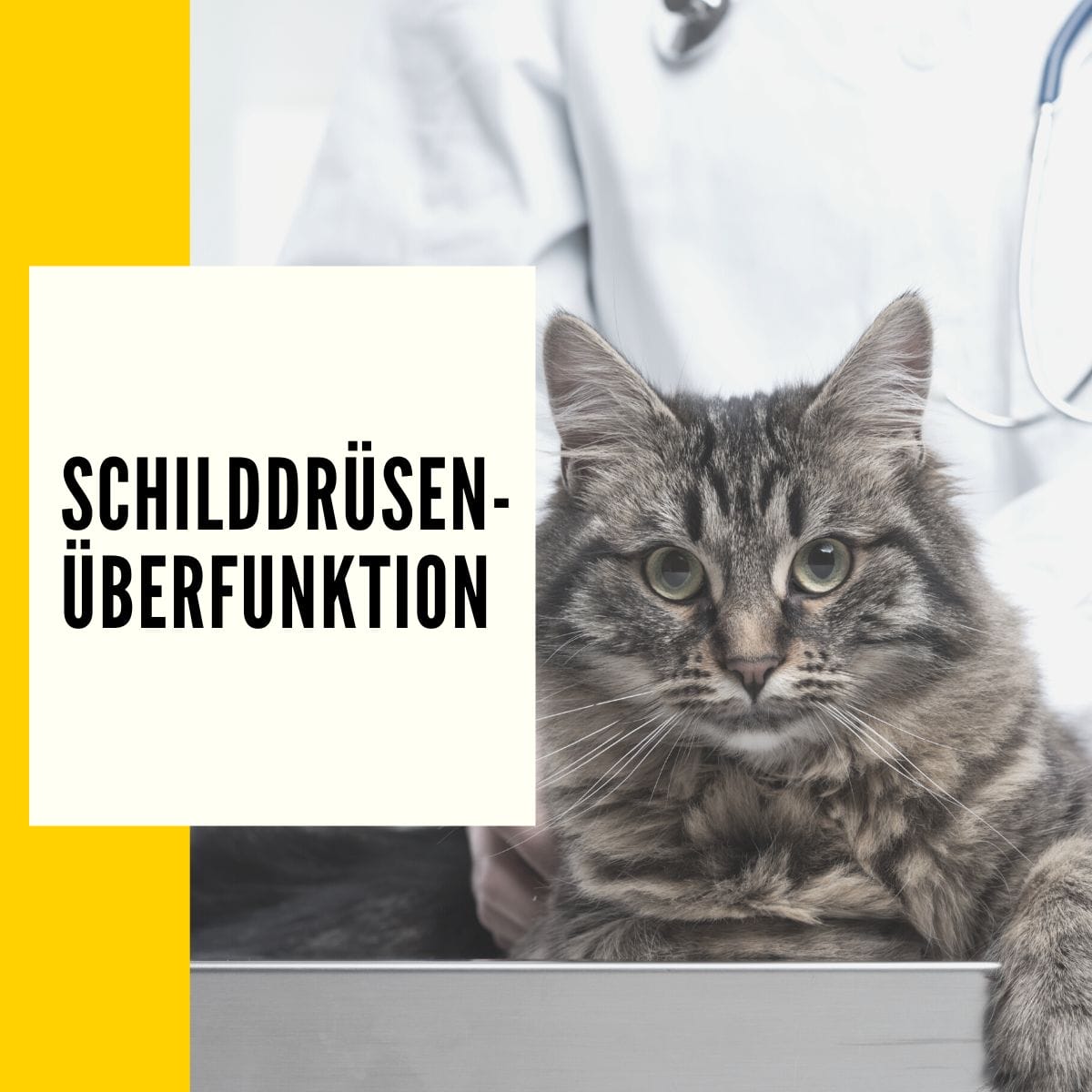 In diesem Artikel geht es um die Schilddrüsenüberfunktion bei Katzen, Behandlung, Symptome & Ursachen