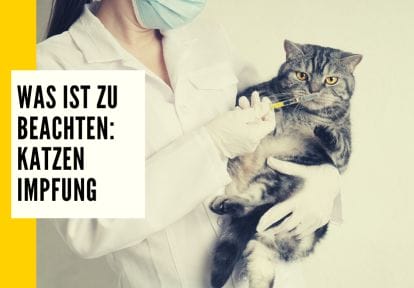 Mehr Informationen zu Katzen-Impfung.