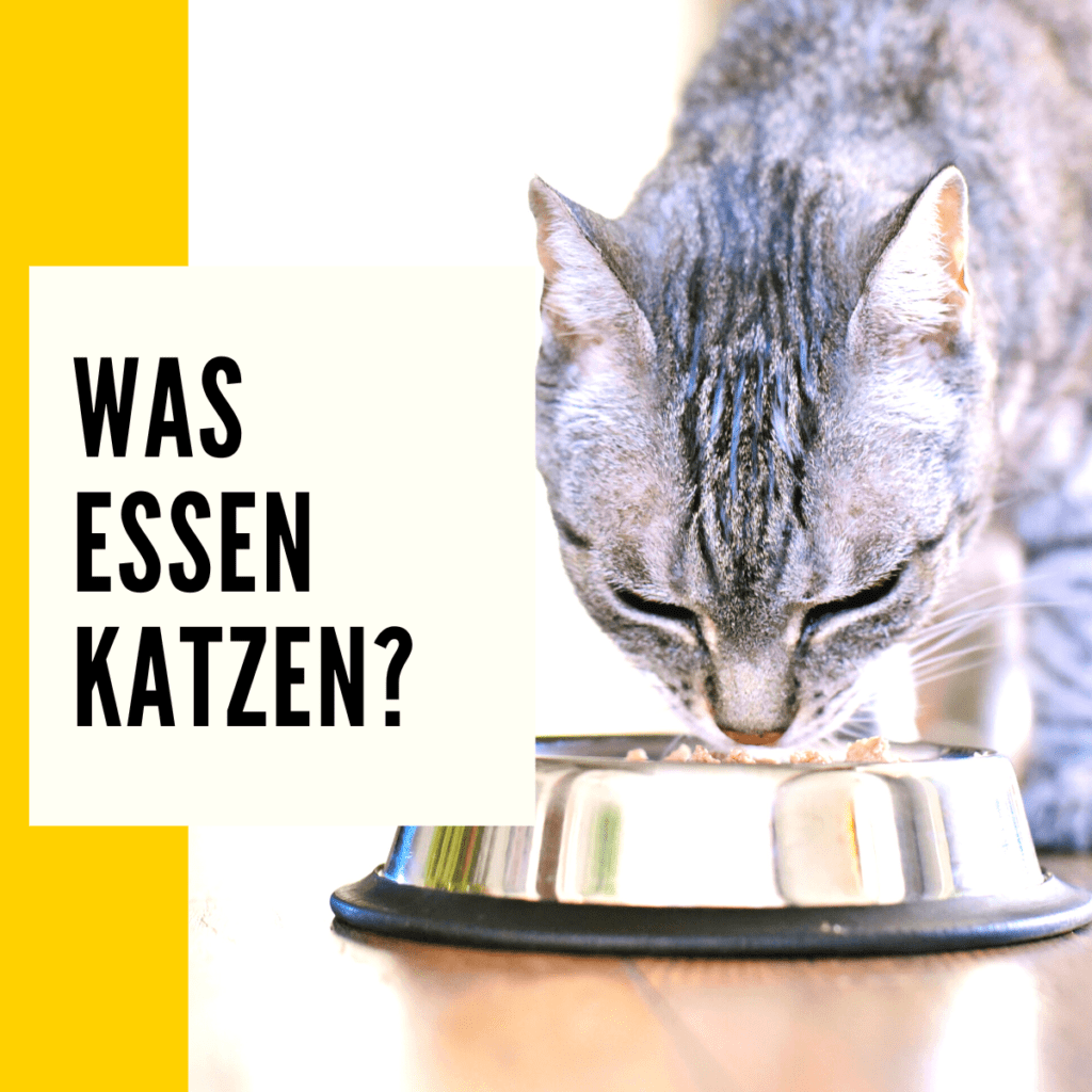 Was essen Katzen? Katze richtig füttern!