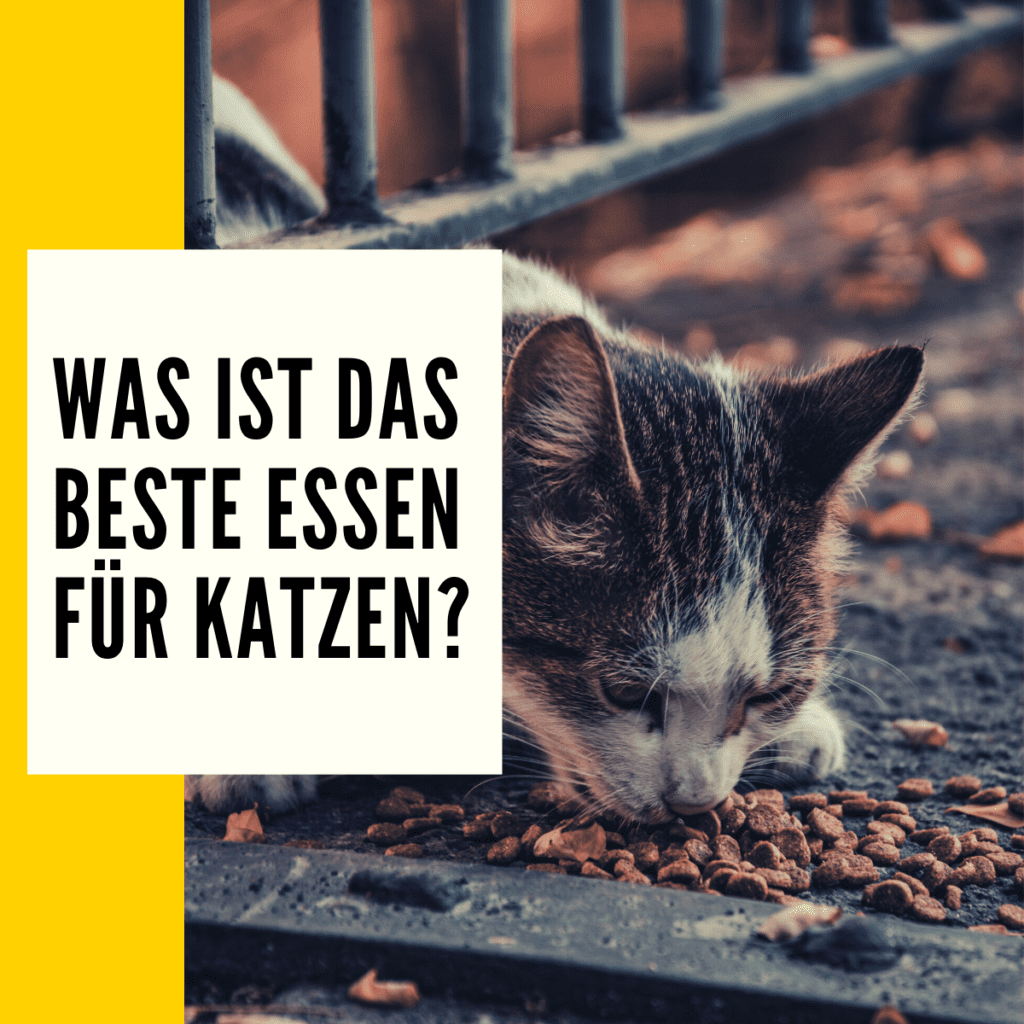 Was essen Katzen? Katze richtig füttern!