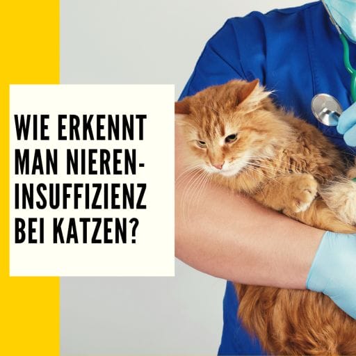 Informationen über das Thema, wie man eine Niereninsuffizienz bei Katzen erkennt