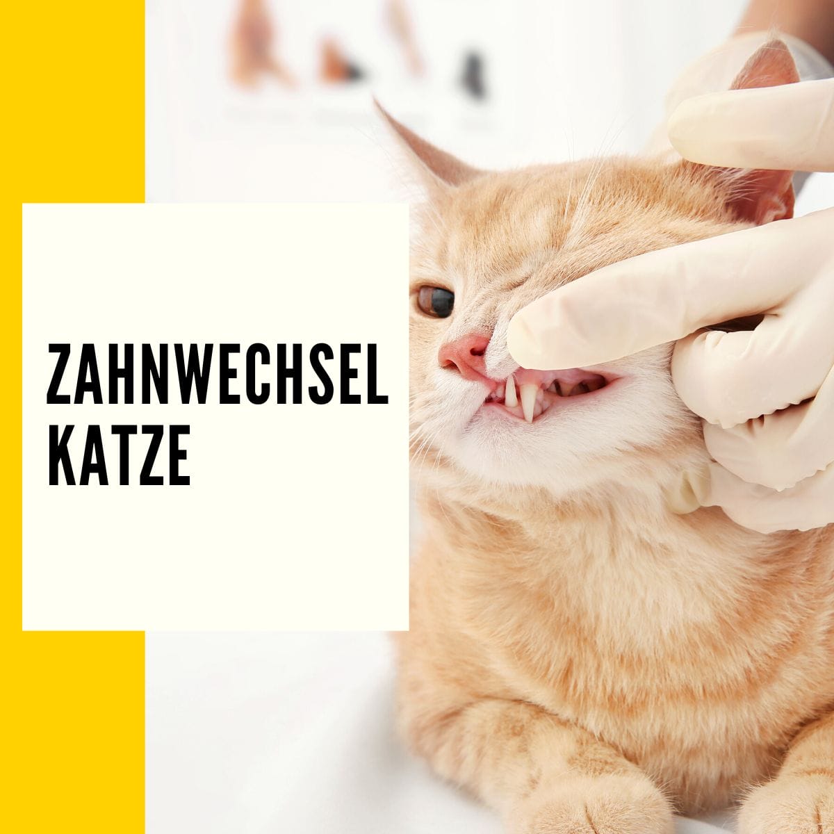 Zahnwechsel Katze: In diesem Beitrag geht es um: Zahnfleischentzündungen & die Entwicklung der Zähne deiner Katze!