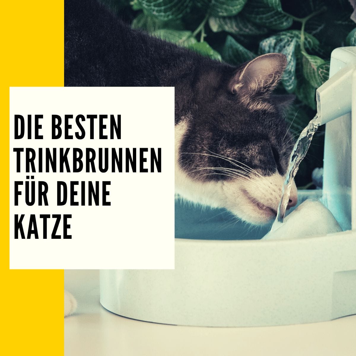 Trinkbrunnen Katze: Die besten Trinkbrunnen im direkten Vergleich!