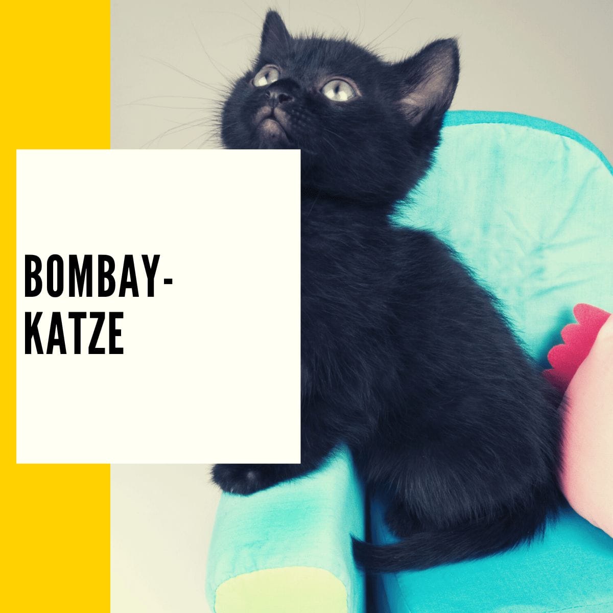 Die Bombay-Katze ist dank Ihrer Größe ideal für eine Wohnung oder einen Ort mit relativ wenig Platz geeignet.