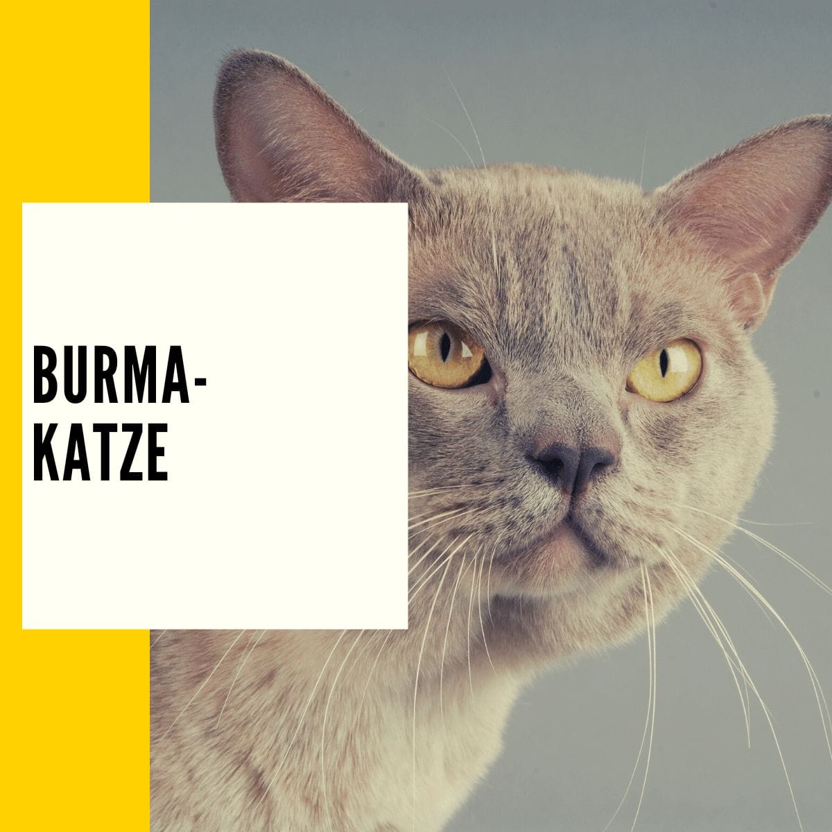 Die Burma-Katze gehört mit zu der verspieltesten Katzenrasse.