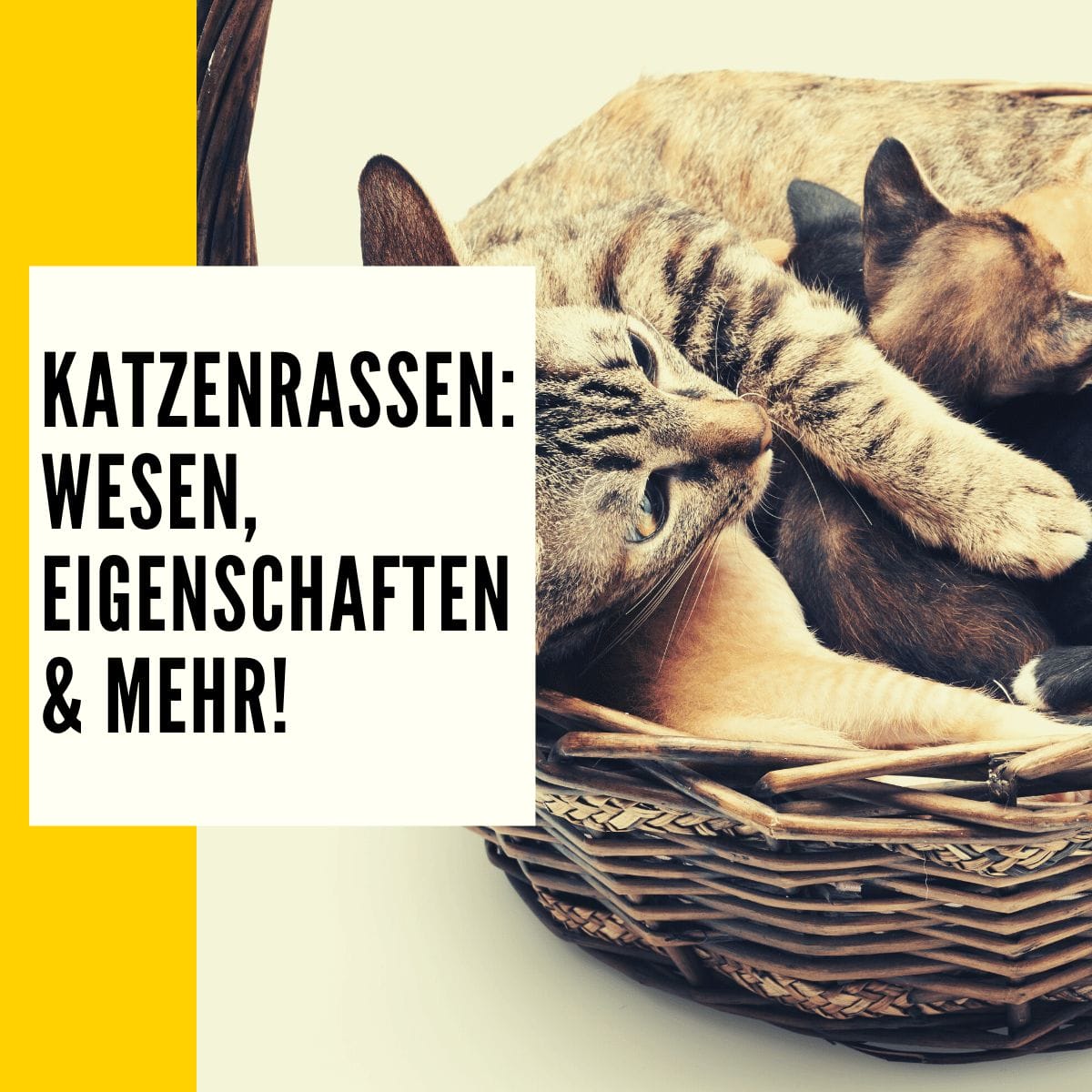 Katzenrassen: Die verschiedenen Rassen des beliebten Haustier im Überblick!