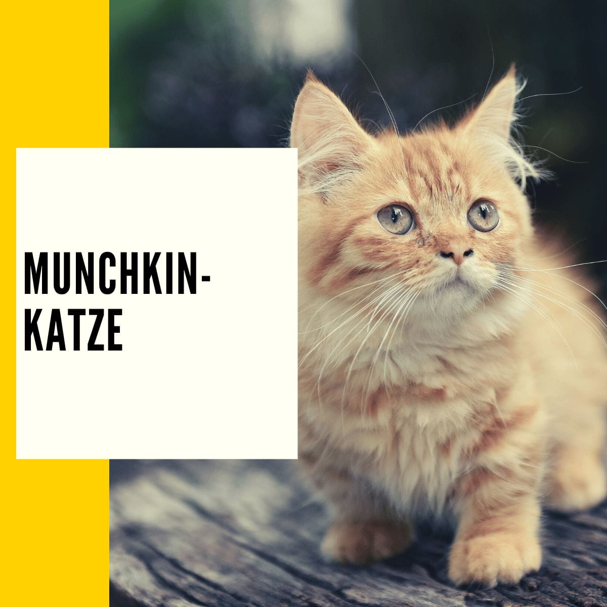 Häufig fällt die Auswahl der passenden Hauskatzen auf die Munchkin-Katze!