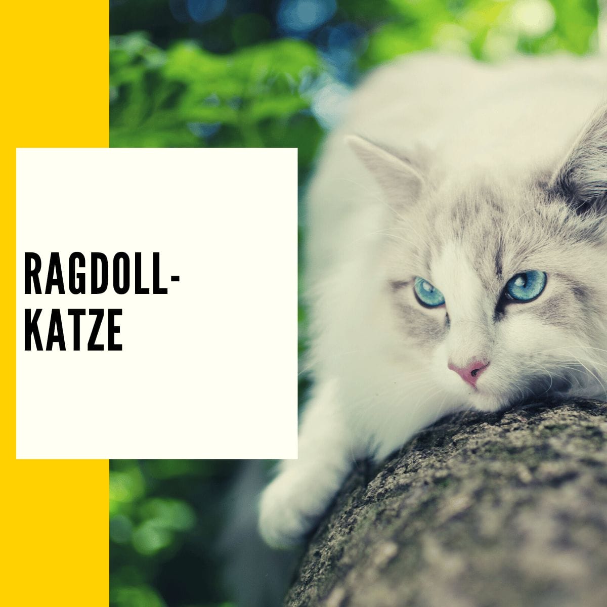 Die Ragdoll-Katze ist eine eher unbekanntere Katzenrasse im deutschen Raum.