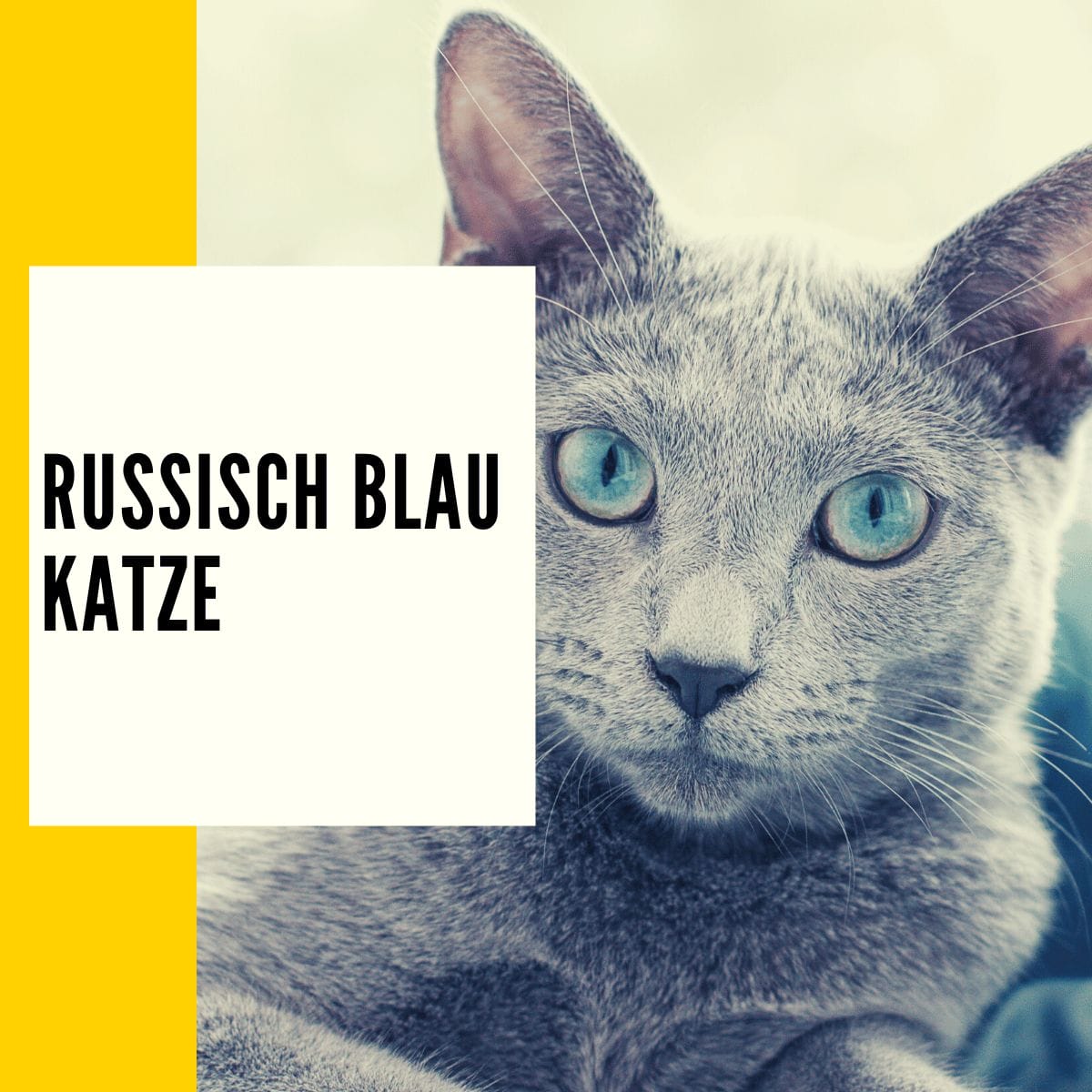 Russisch Blau Katze: Rasseportrait, Charakter & Pflege!