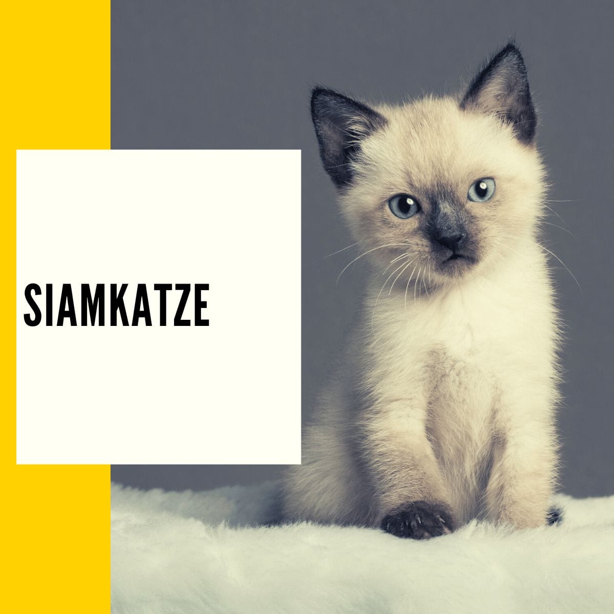 Die Siamkatze hat eine lange Geschichte - erfahre mehr über die Rasse und die Katzenzucht der Samtpfote!
