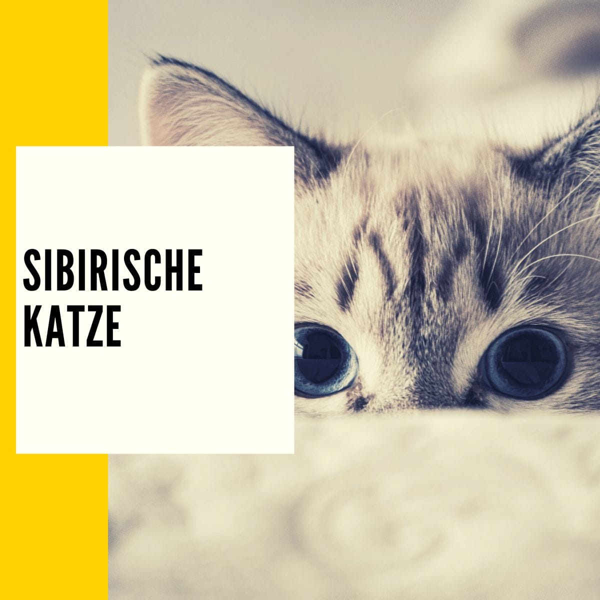 Die Sibirische Katze ist dank ihres Fells eines der beliebtesten Katzen im Deutschen Haushalt.