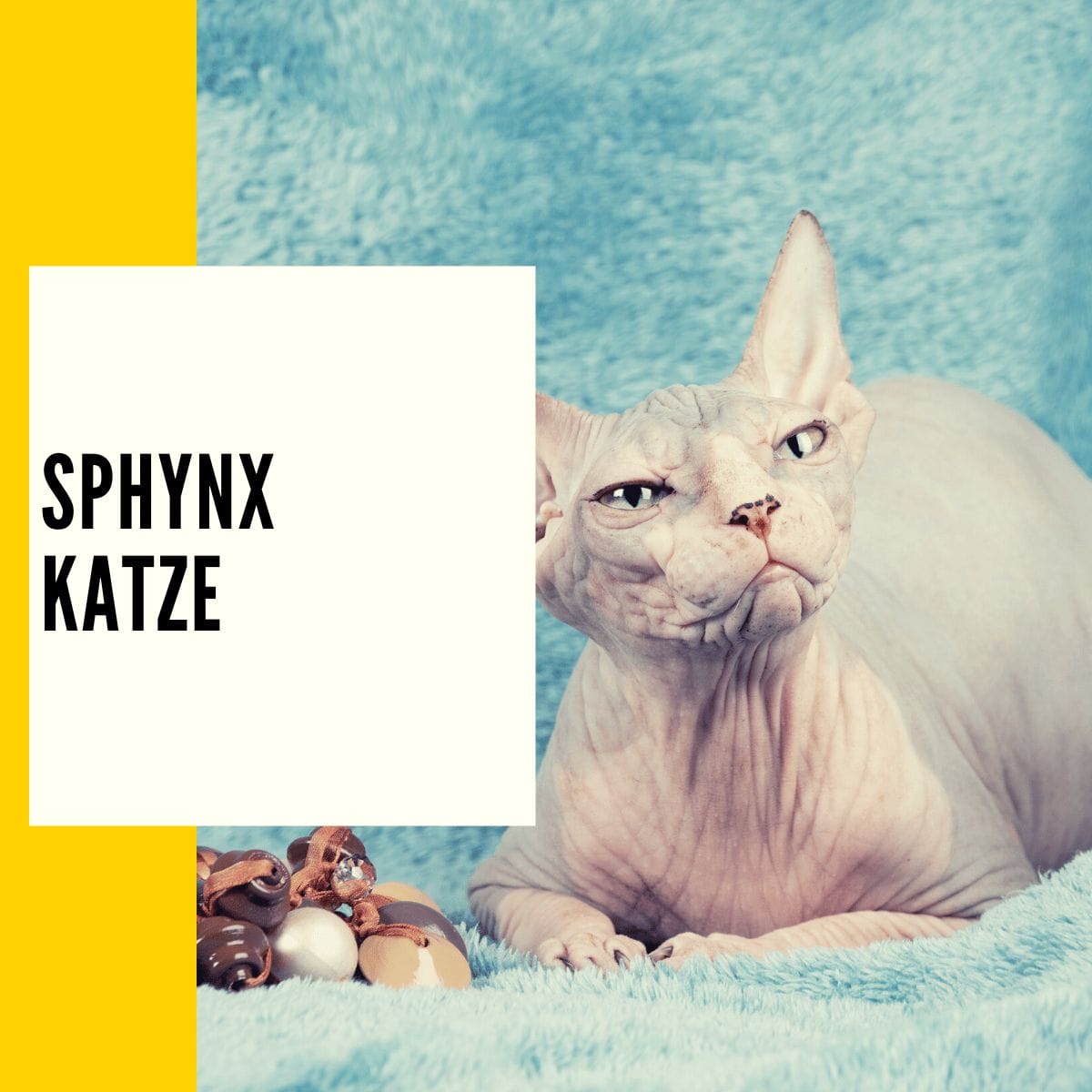 Die Pflege einer Sphynx-Katze ist Alles in Allem sehr einfach, jedoch hat Sie Charakterzüge, welche Sie zu einer Besonderheit macht!