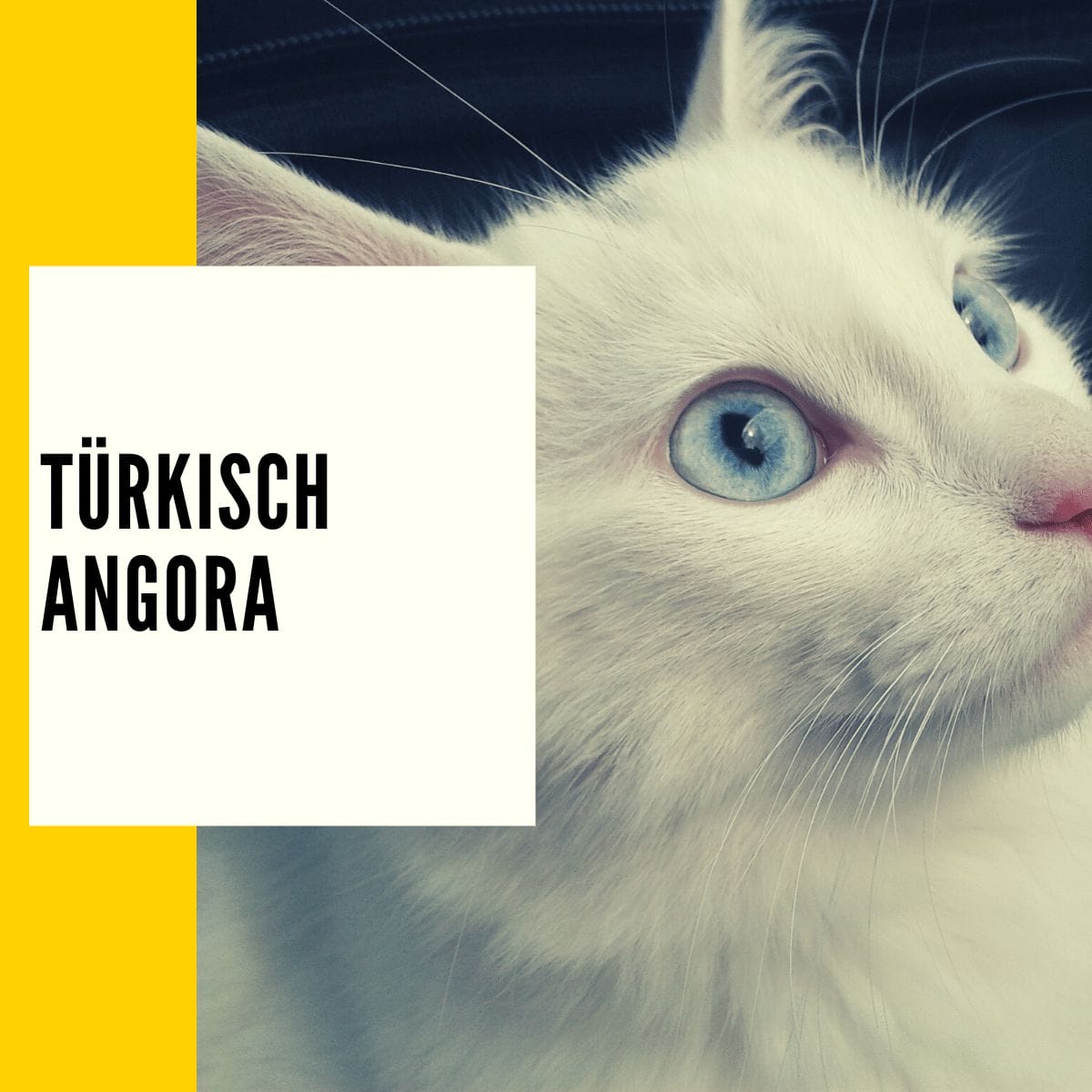Auf unserer Seite finden Sie die besten und exotischen Katzenrassen im Profil wie die Norwegische Waldkatze oder die California-Spangled-Cat.