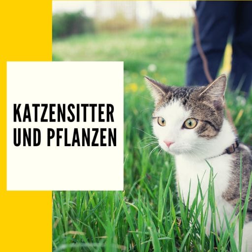 Du solltest deinen Katzensittern aufklären, welche Pflanzen giftig für deine Katze ist. 
