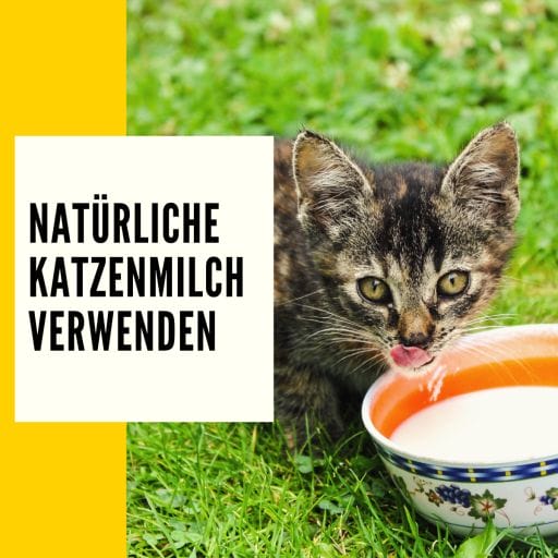 Verwendung von natürlicher Milch bei Katzen