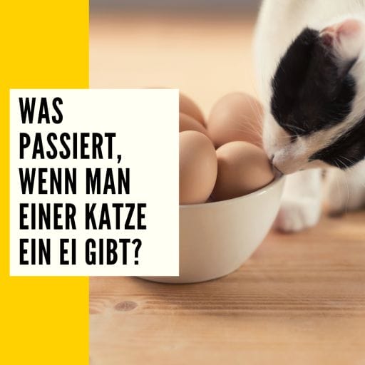 Eier als Nahrung für Katzen