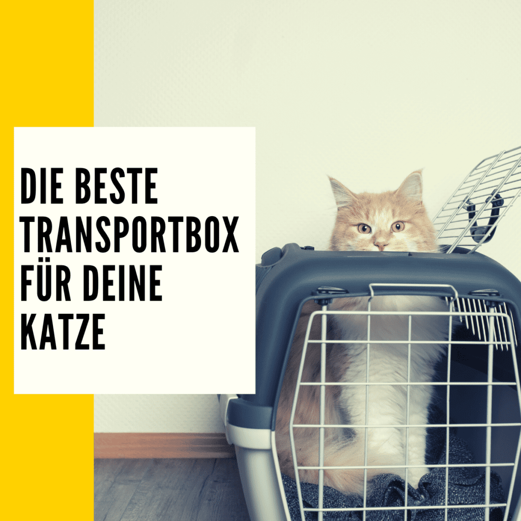 Transportbox Katze die besten Transportboxen im Vergleich!
