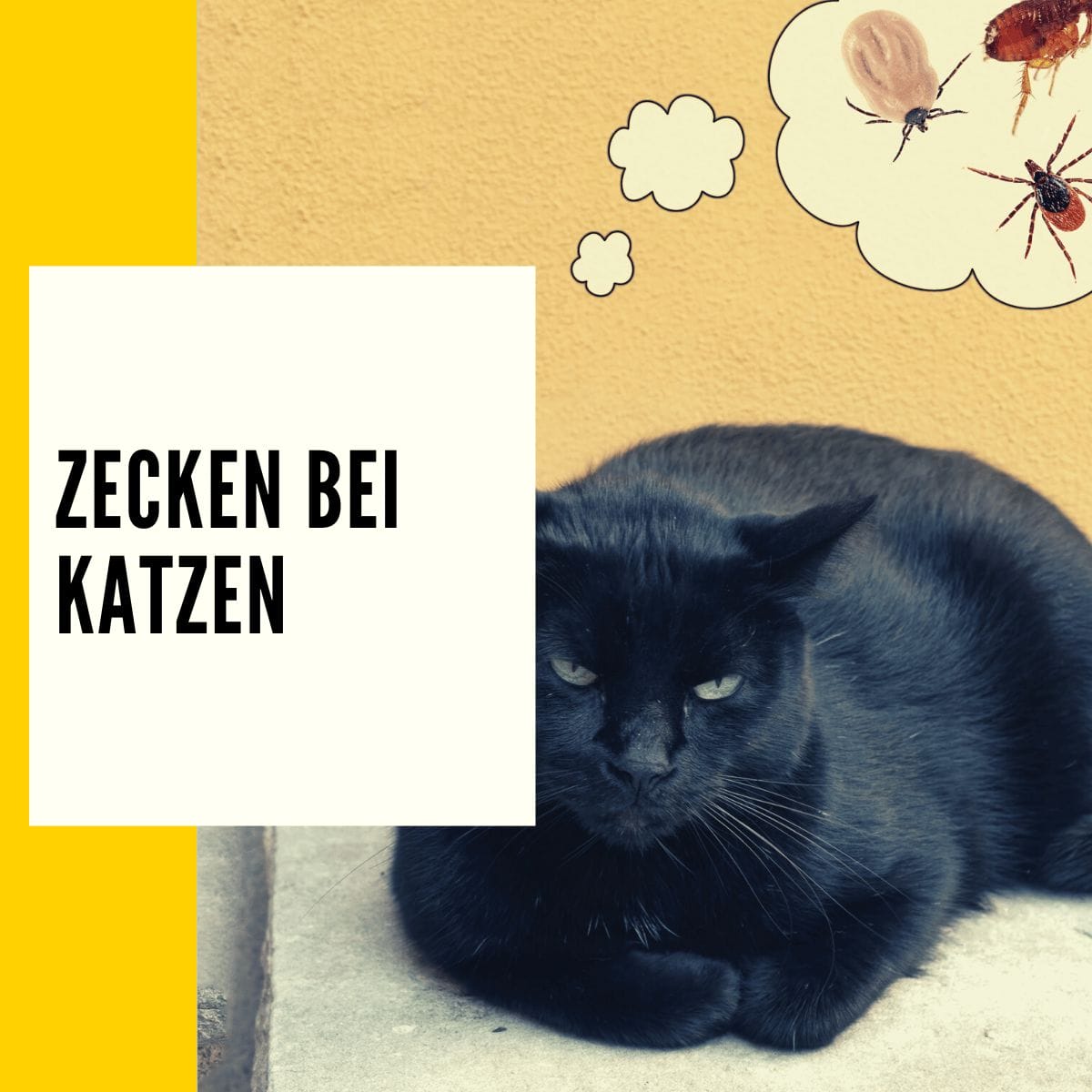 Zecken Bei Katzen Kopf Noch Drin Zecken bei Katzen: Ursachen, Konsequenzen & Heilung