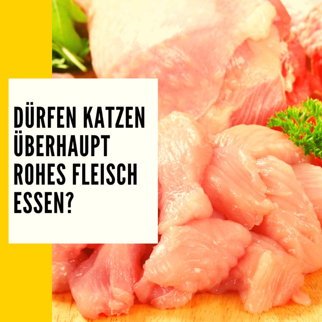 Darf Nierenkranke Katze Rohes Fleisch Fressen Barfen Katze: Was ist BARF und wie gesund ist es?