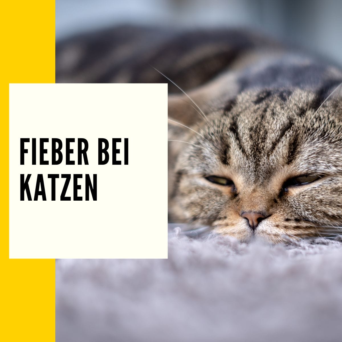 In diesem Beitrag geht es um "Katzen Fieber". Wir erklären Katzenbesitzern was die Symptome sein können für Fieber und geben Tipps was ihr dagegen tun könnt.