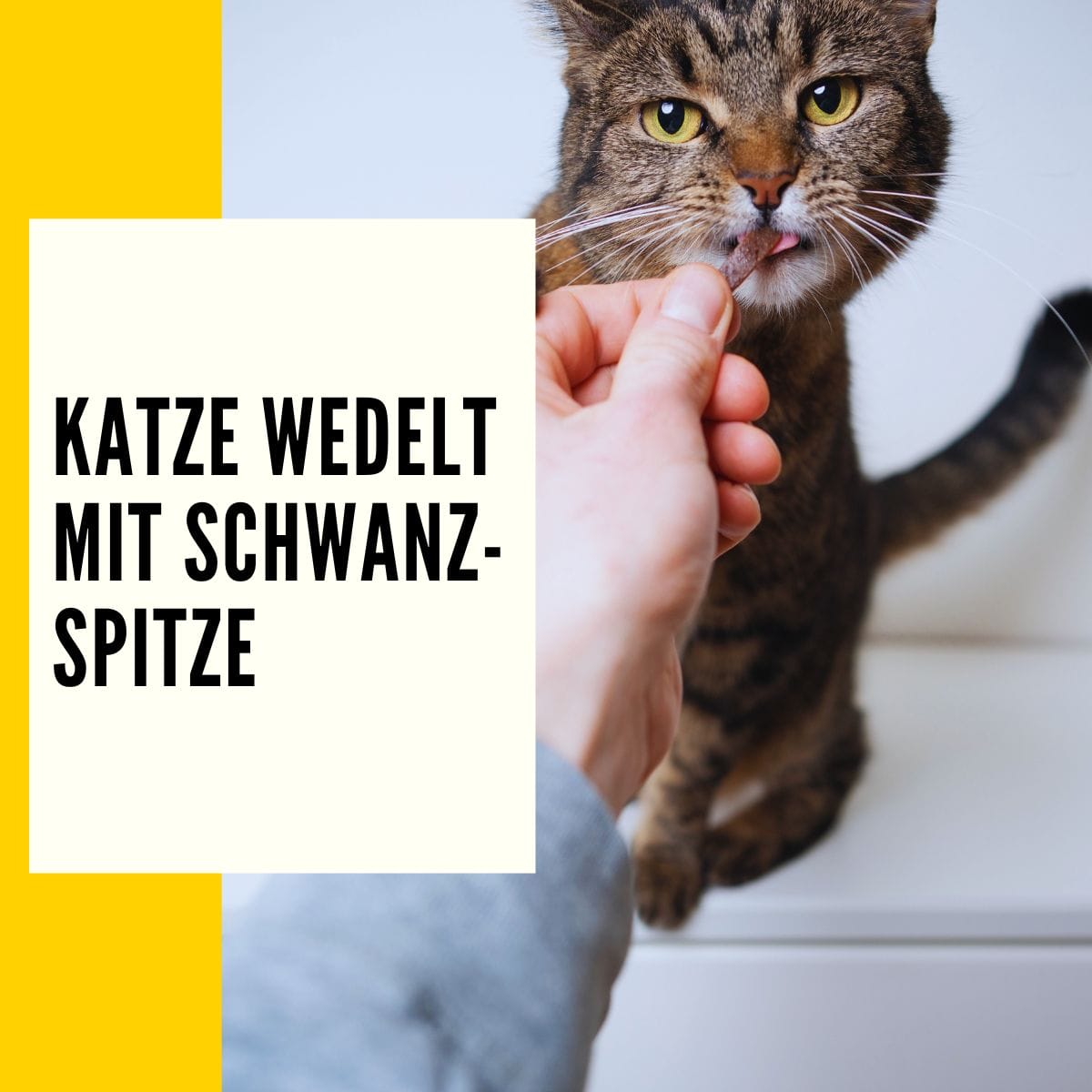 5 Stück Forellenposen Mit Fluoreszierender Spitze - Angelschwimmer Für Barsch & Zander