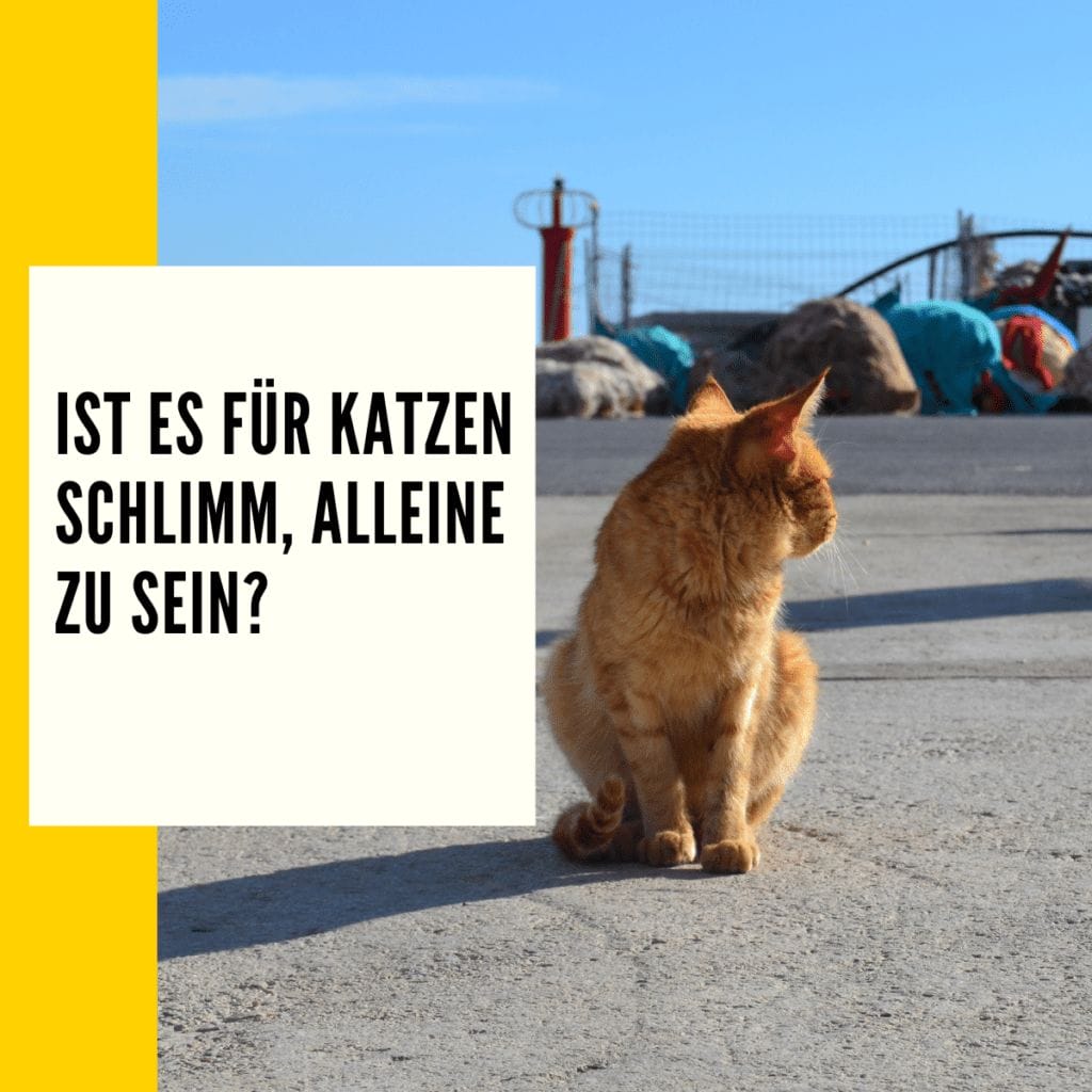 Katze alleine halten Tipps & Ratgeber!