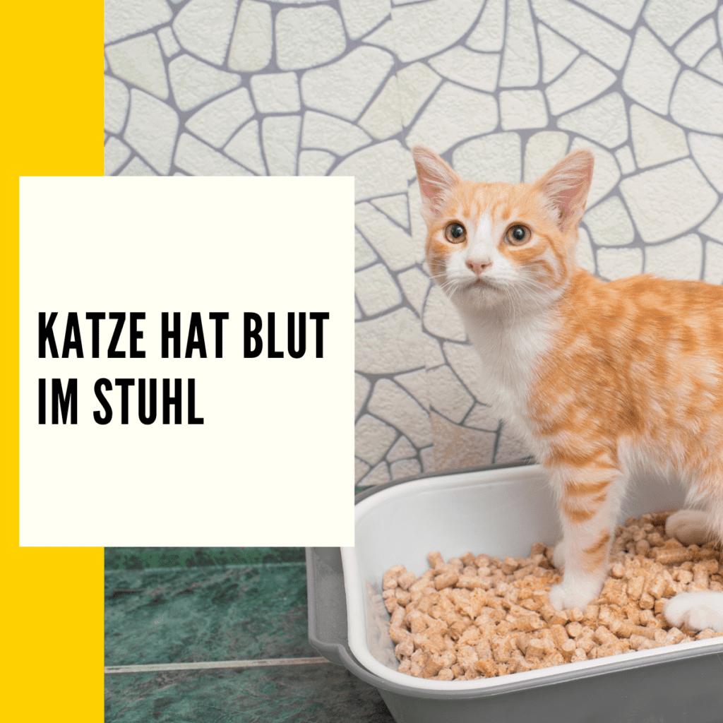 Katze Blut im Stuhl Mögliche Ursachen & Tipps dagegen!