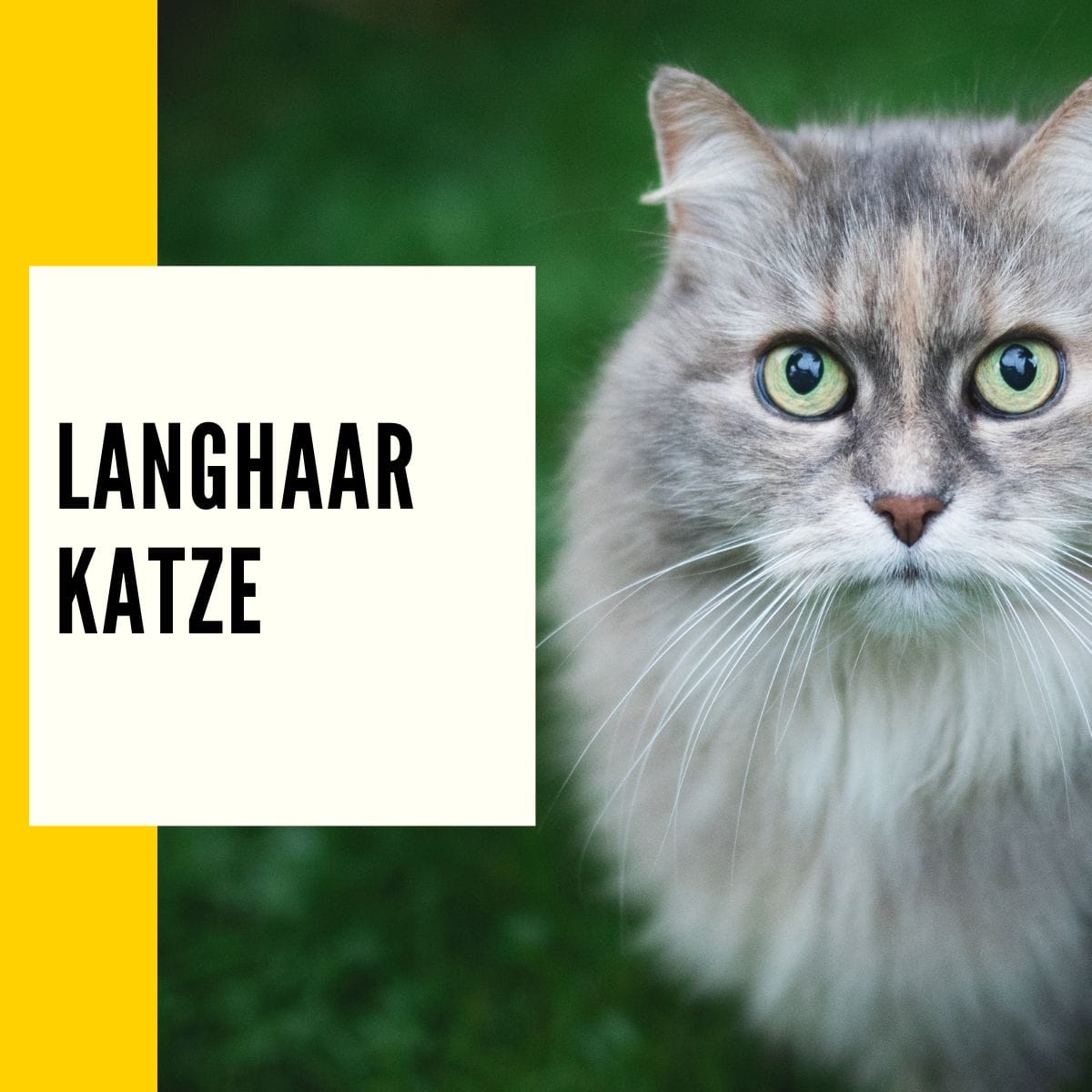 Langhaar Katze: In diesem Beitrag zeigen wir die Katzenrassen und Eigenschaften von Langhaar Katzen!