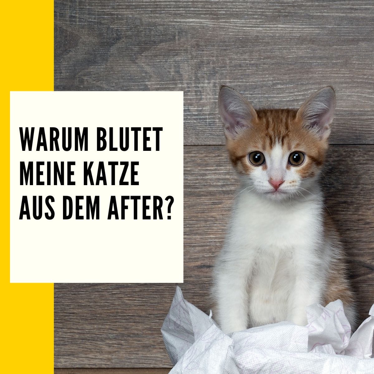 Katze Blut im Stuhl Mögliche Ursachen & Tipps dagegen!