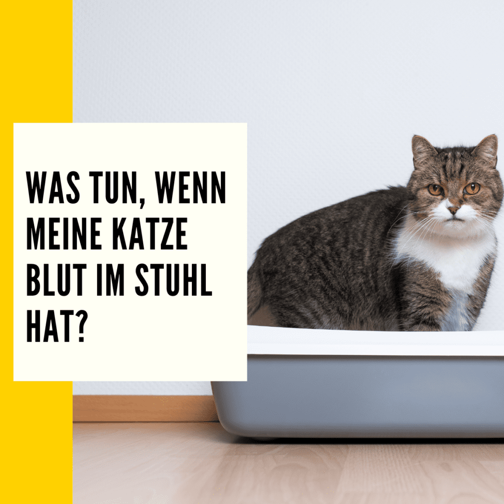 Katze Blut im Stuhl Mögliche Ursachen & Tipps dagegen!