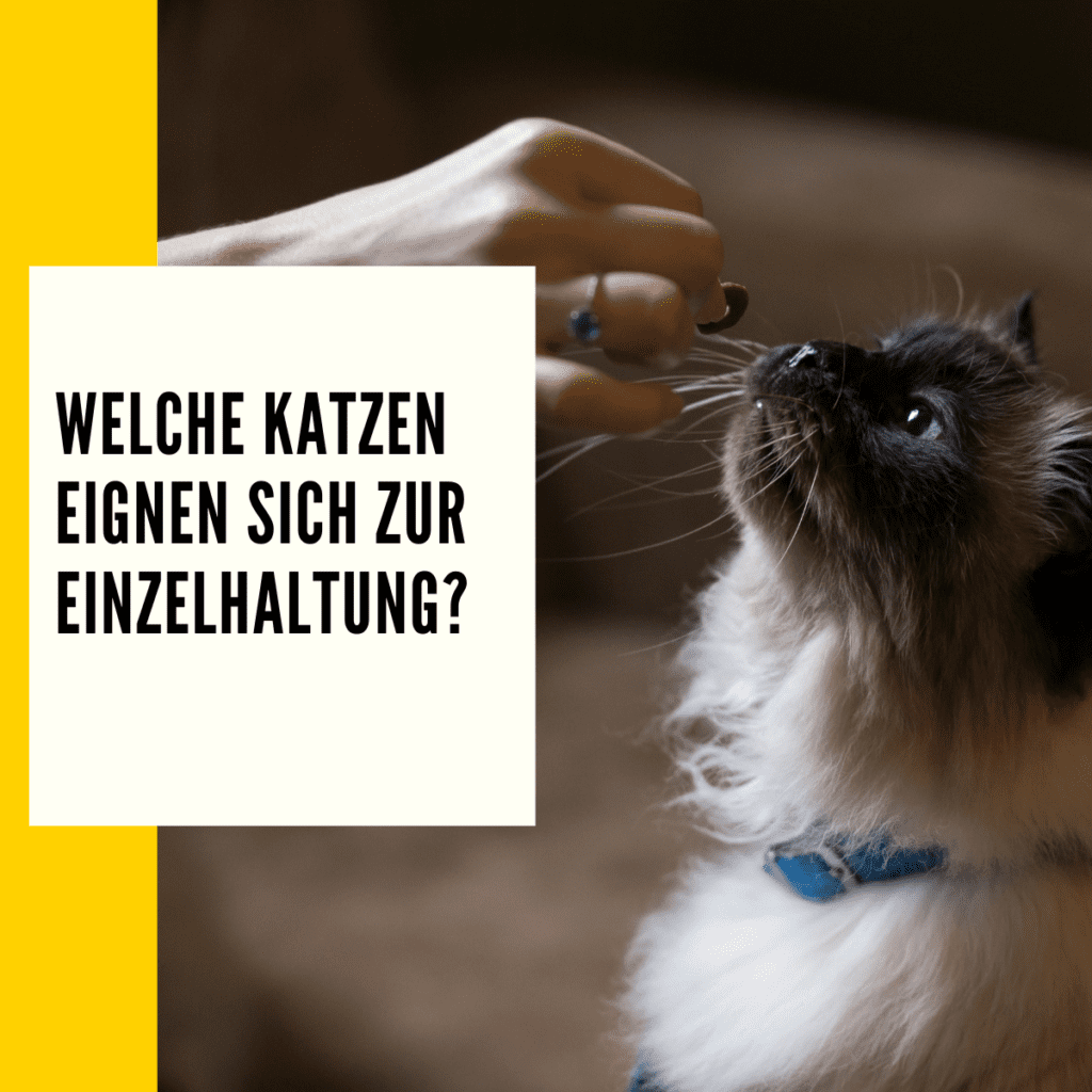 Katze alleine halten Tipps & Ratgeber!