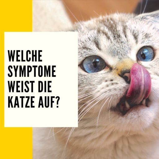 Mehr Infos zum Thema Symptome bei einer Forl Katze findest du hier.