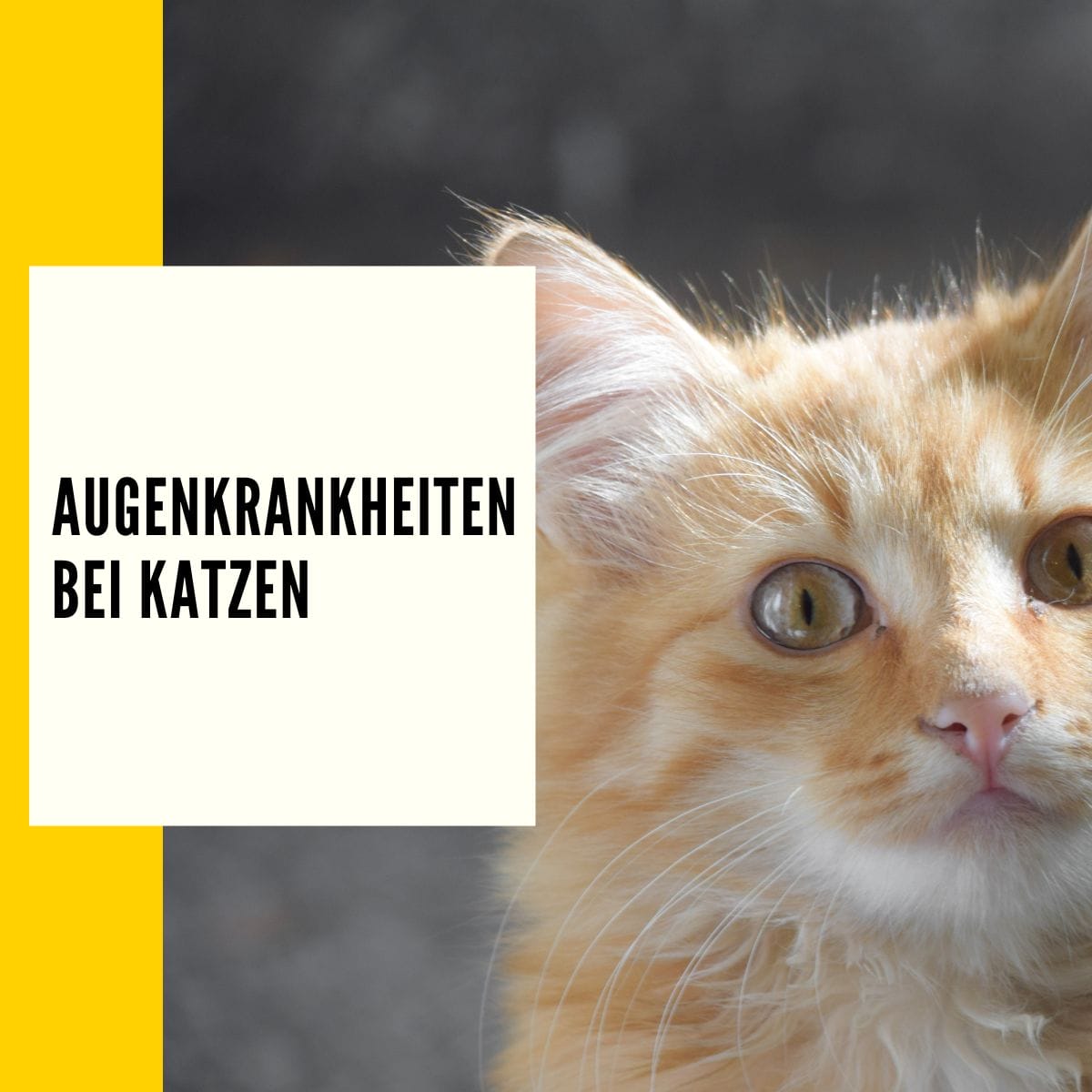 In diesem Beitrag findet du alle Informationen über Augenkrankheiten bei Katzen.