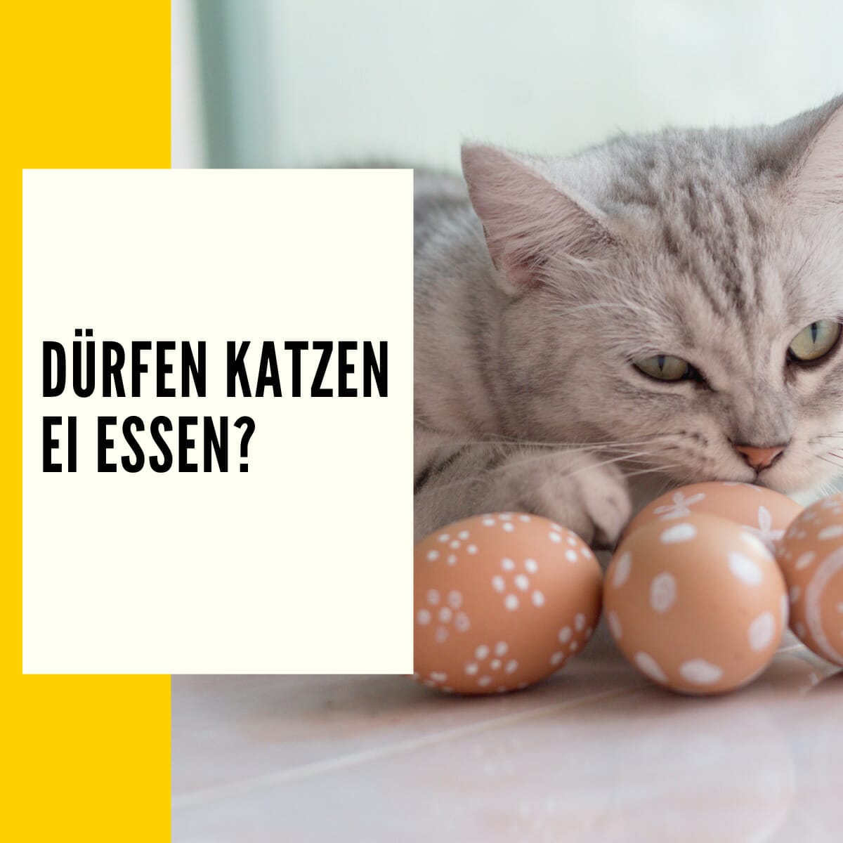 In diesem Beitrag geht es um das Thema: Dürfen Katzen Ei essen?