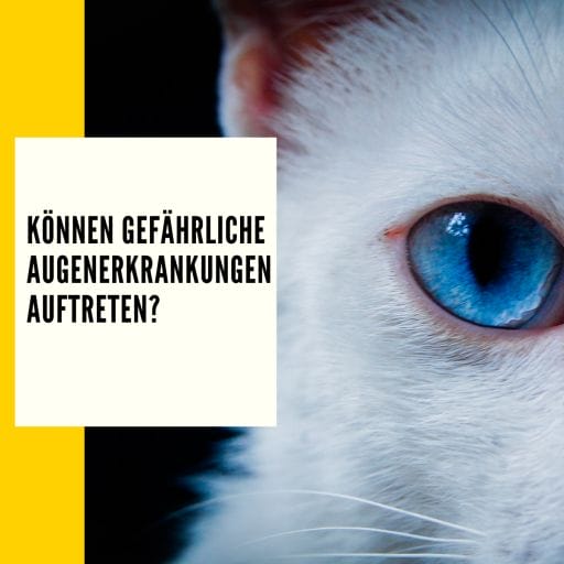 Hier erfährst du ob auch gefährliche Augenkrankheiten bei Katzen entstehen können.