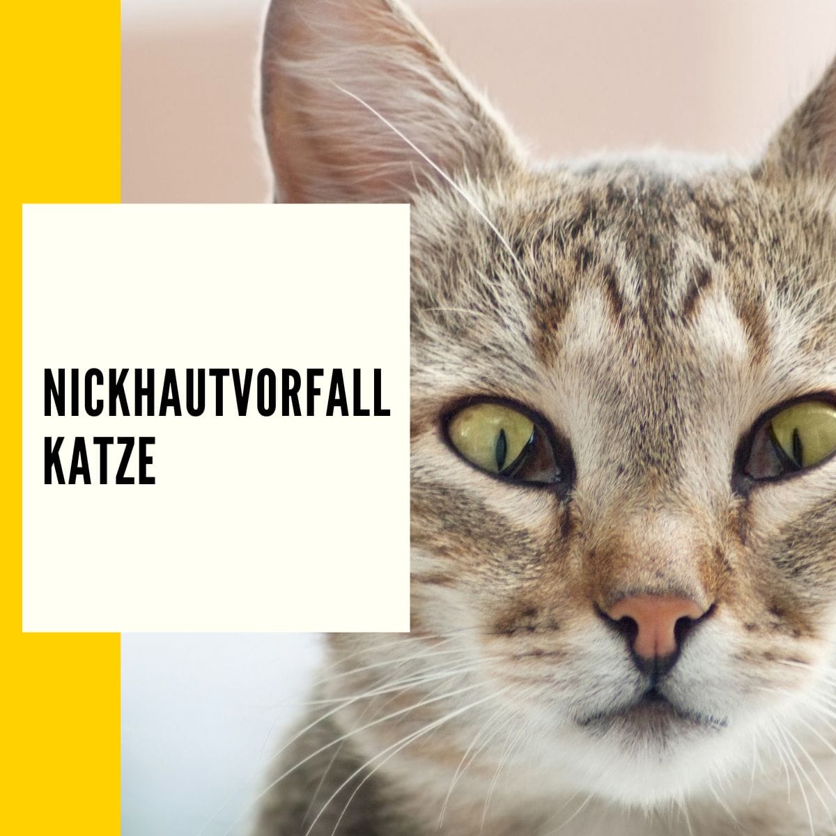 In diesem Artikel geht es um das Thema: "Nickhautvorfall Katze". Wir zeigen dir in diesem Beitrag die Ursachen und Behandlungsmöglichkeiten.