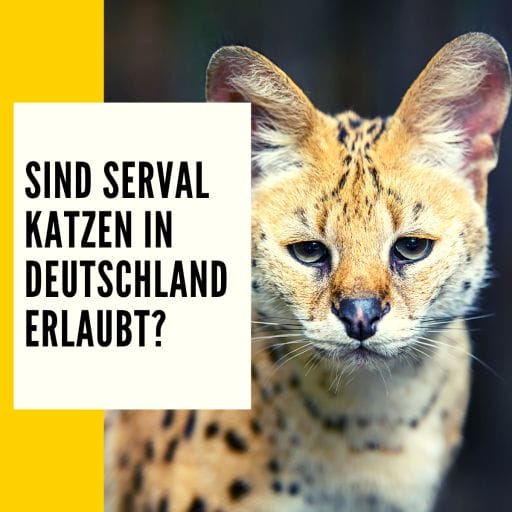 Hier erfährst du ob Serval Katzen in Deutschland legal sind oder nicht.