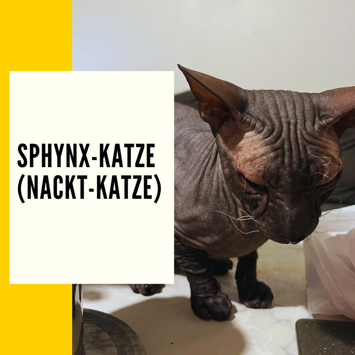 Sphynx-Katze (Nacktkatze) - Alle Informationen über Herkunft & Haltung und einen Rassenportrait über diese Nacktkatze findest du in diesem Artikel.