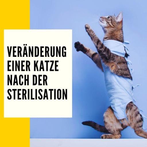 In diesem Beitrag werden auch die Veränderung einer Katze nach  der Sterilisation genannt.